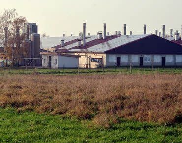 Die Schweinehaltung in Düben soll vergrößert werden.