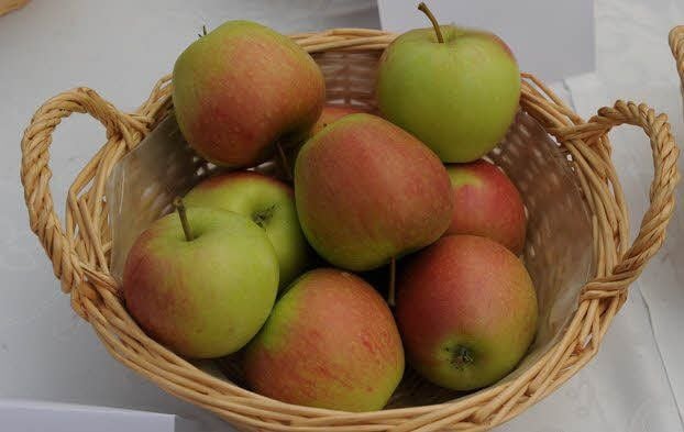 Die Früchte sind gut gefärbt.