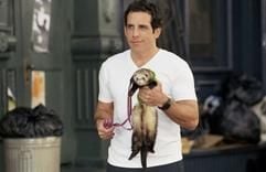 Ben Stiller (alias Reuben) hält in seiner neuen Komödie "... und dann kam Polly" ein Frettchen in der Hand (Szenenfoto). Reuben wird während seiner Flittwochen von seiner Frau Lisa betrogen. Bei einer Trostparty trifft er allerdings die chaotische Polly, eine ehemalige Mitschülerin, wieder. Beide verlieben sich ineinander, doch plötzlich taucht Ehefrau Lisa wieder auf. Start des temporeich von Regisseur John Hamburg inszenierten Films ist der 4. März 2004. (Foto: dpa)