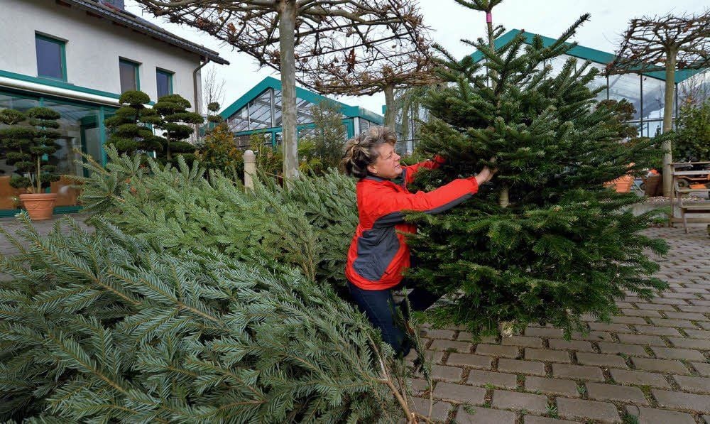 In Deutschland werden 30 Millionen Weihnachtsbäume verkauft. Ina Rosin , Mitarbeiterin der Firma Traunsberger, hat einige wenige davon.
