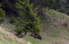 Das Foto, aufgenommen bei Reutte in Tirol (Österreich) am Freitag (19. Mai), zeigt den Braunbär, nach dem auch am Montag noch in der Gegend um Garmisch-Partenkirchen gesucht wird. (Foto: dpa)