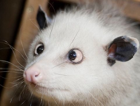 Das schielende Opossum Heidi im Zoo Leipzig. (FOTO: DPA)