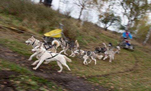 Sibirische Huskies ziehen ihren Musher über die 5,4 Kilometer lange Strecke in Großbeeren (Brandenburg). (FOTO: DPA)