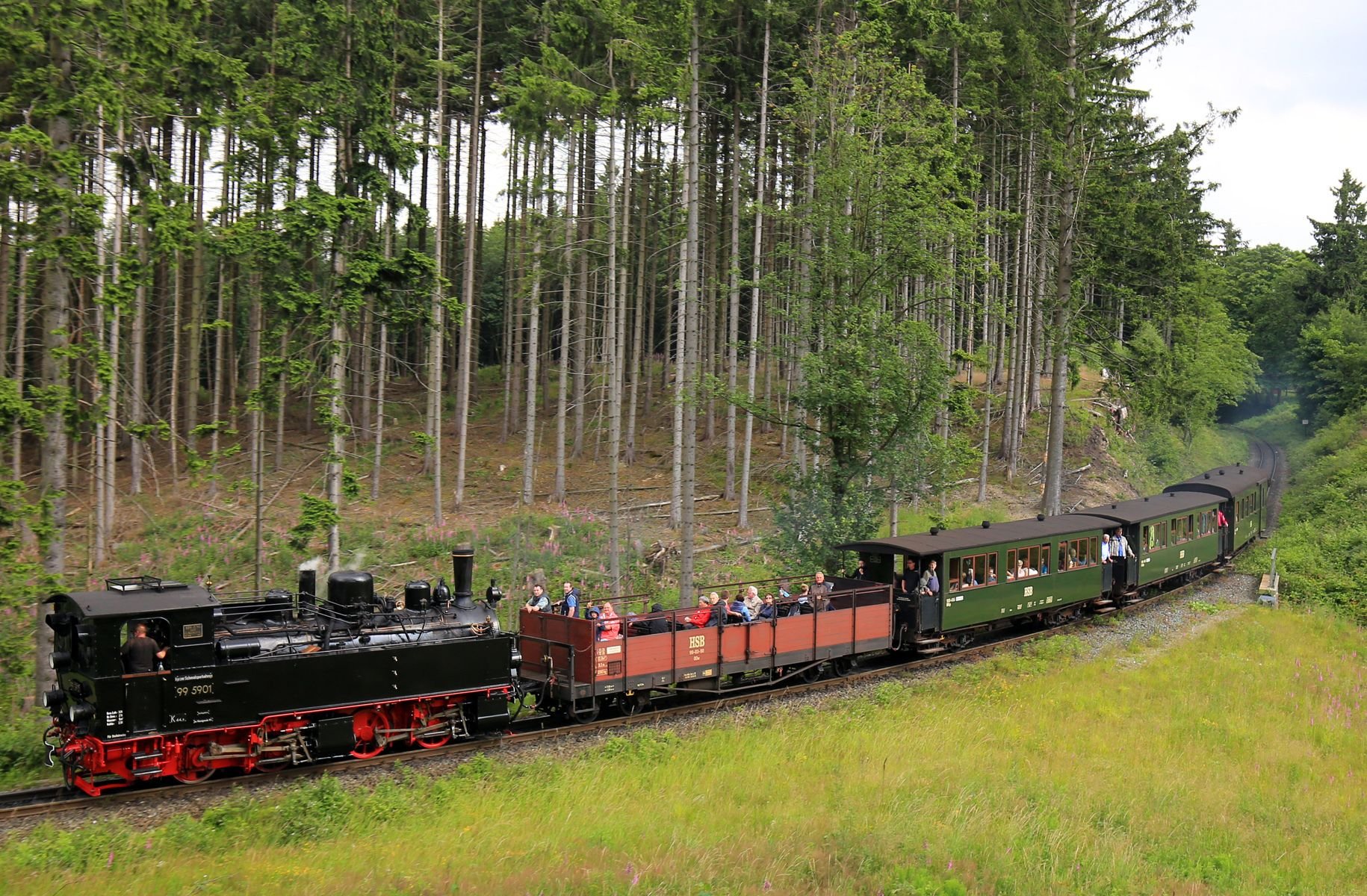 Ein Sonderzug der Schmalspurbahn mit der Mallet Lokomotive 99 5901, der älteste betriebsfähigen ihrer Art, fährt bei Wernigerode durch den Harz.
