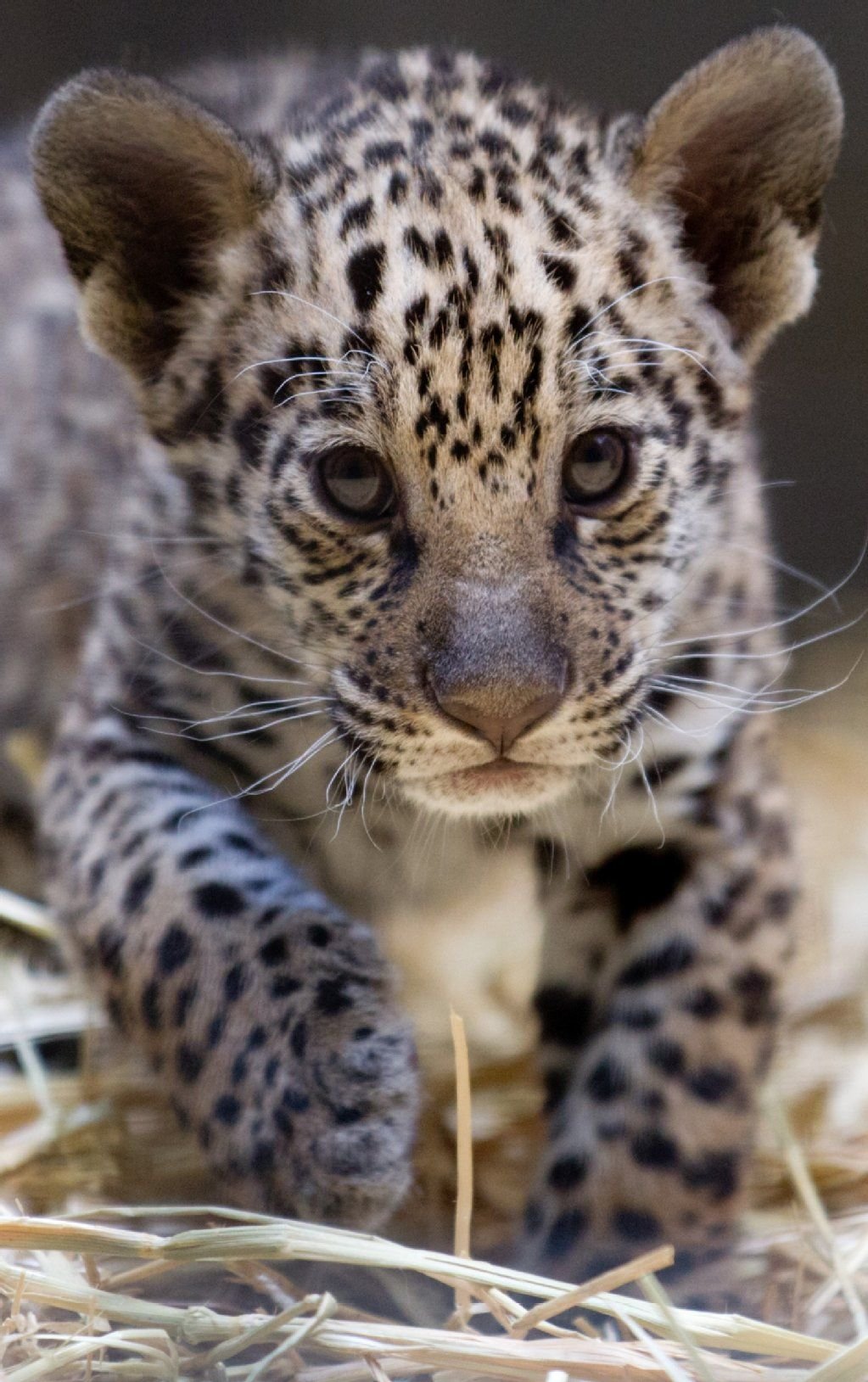 Der Jaguar gilt als bedrohte Tierart.
