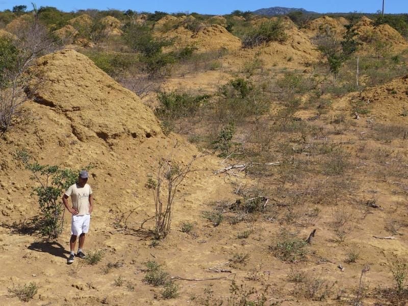 Im Nordosten Brasiliens stehen auf einer Fläche von fast der Größe Großbritanniens rund 200 Millionen von Termiten geschaffene große Hügel. Foto: Roy Funch/Universität von Feira de Santana