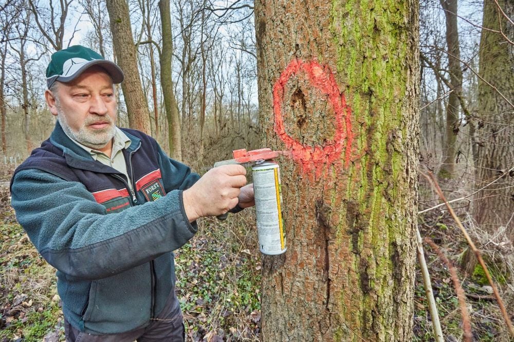 Revierförster Falko Friedel markiert neben einem Weg im Plötzkauer Auenwald eine kranke Esche, die gefällt werden muss.