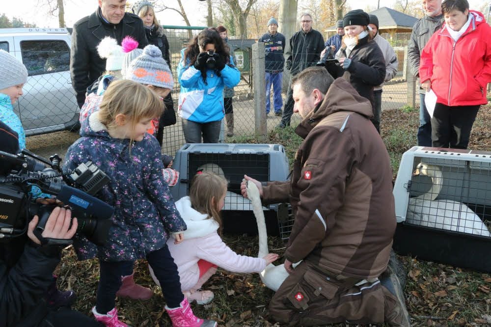 Thomas Eißner aus Dresden, der zu den Transporteuren der drei Schwäne nach Jessen gehörte, erklärt den Mädchen und Jungen der Arbeitsgemeinschaft „Tierpark“ der Grundschule „Max Lingner“ einiges zu den Vögeln.