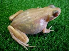 Zwar gibt es auch durchsichtige Fische, der Frosch ist jedoch das erste transparente Tier mit vier Beinen. (Foto: dpa)