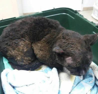 Katze Knöpfchen am Montagabend vor der ersten Behandlung bei der Tierärztin.