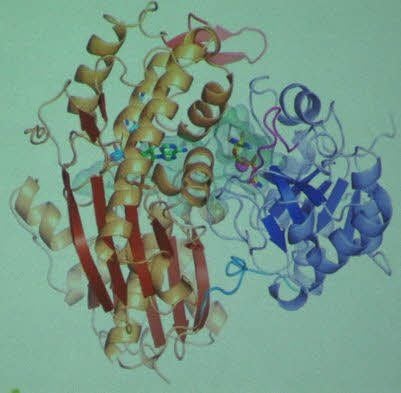 3-D-Modell eines Proteins