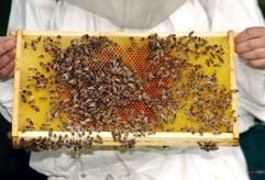 Eine Imkerin hält im Länderinstitut für Bienenkunde in Hohen Neuendorf (Oberhavel) eine Waabe in den Händen. (Foto: dpa)