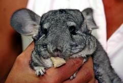 Chinchillas wollen keine ständigen Streicheleinheiten. Um sie artgerecht zu halten, muss man sich Mühe geben. (Foto: dpa)