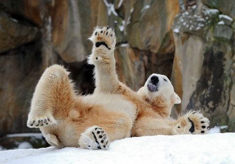 Eisbär Knut wälzt sich in seinem Gehege im Zoo von Berlin im Schnee. (FOTO: ARCHIV/DPA)