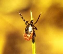 Doppelt gefährlicher Biss - Zecken übertragen neben der Hirnhautentzündung FSME auch Borreliose. Nicht nur, weil gegen letztere kein Impfschutz existiert, muss vor allem in Risikogebieten Vorsorge getroffen werden. (Foto: dpa)