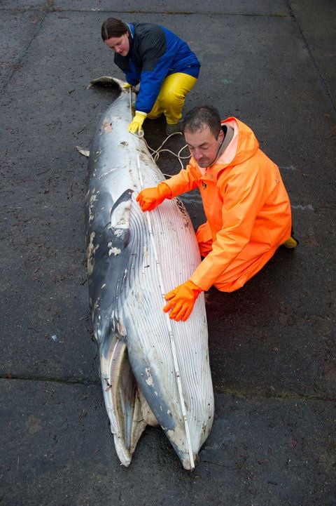 Präparator Volkhard Heller untersucht die Speckschicht des Zwergwals. Der Wal war am Ostsee-Strand von Rerik gestrandet. (FOTO: DPA)