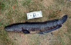Räuberische Schlangenkopffische (Archivfoto vom 23.07.2002 - eine Dollarnote zum Größenvergleich) breiten sich seit 2002 in US-amerikanischen Gewässern aus. Die ursprünglich aus China stammenden gefräßigen «Snakeheads» machen der ursprünglichen Fischpopulation die Nahrung streitig und vermehren sich ungehemmt, da sie keine natürlichen Feinde haben. (Foto: dpa)