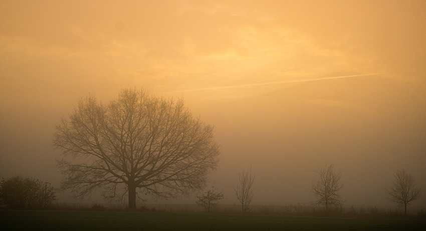 Im Morgennebel steht ein kahler Baum im Licht der aufgehenden Sonne an einem Feldrand.