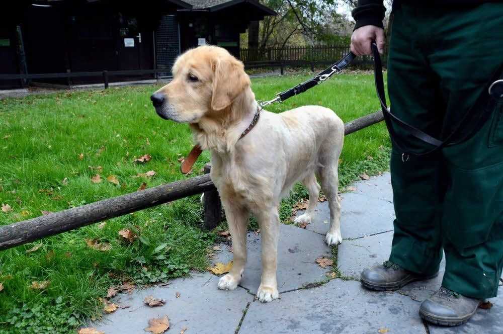 Wer kennt diesen Golden Retriever? Das möchte das Zeitzer Tierheim wissen.