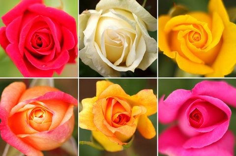 Blick auf blühende Rosen der Sorten (oben v.l.) «Rossijanka», «Isis», «Goldquelle» und (unten v.l.) «Merlin», «Marcelle Gret» und «Lady Like» aus dem Europa-Rosarium in Sangerhausen. (FOTO: DPA)