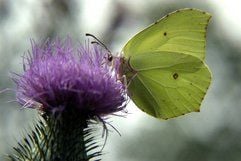 Ein Zitronenfalter sitzt auf einer Blüte. (Foto: ddp)