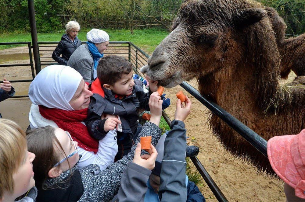Sara Snober und Sohn Achmand füttern die Kamele im Tierpark in Aschersleben.