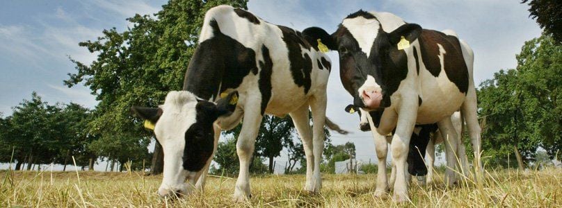 In der Tierzucht werden häufig Hormone eingesetzt.