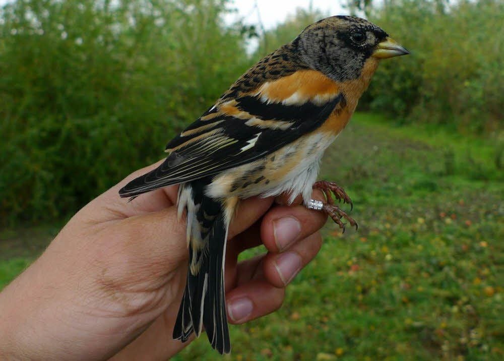 Vogelfreunde können sich neuerdings an der Arbeit der Ornithologischen Arbeitsgemeinschaft beteiligen. Dazu gehört auch die Beteiligung der Vogelzählung.