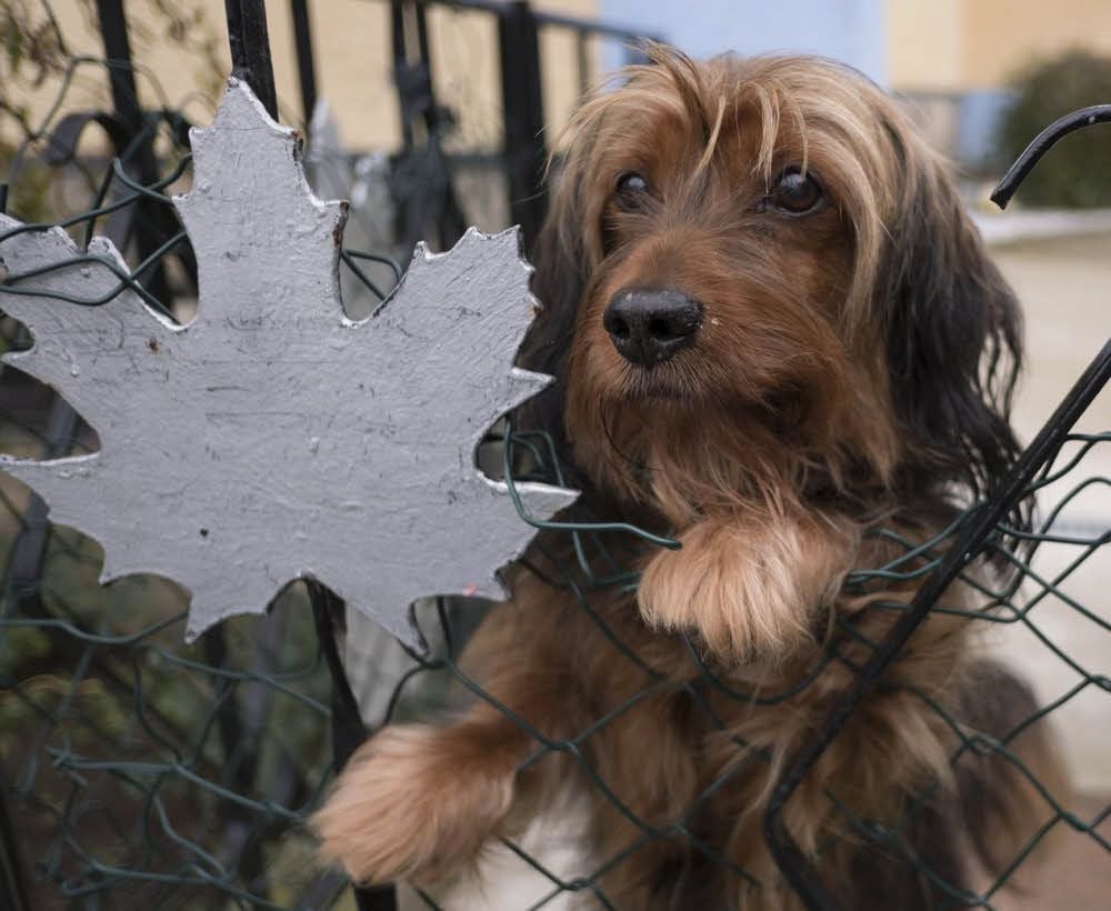 Hund Sully kam mit dem Schrecken davon. Er erbrach Reißzwecken und Teile von Rasierklingen.