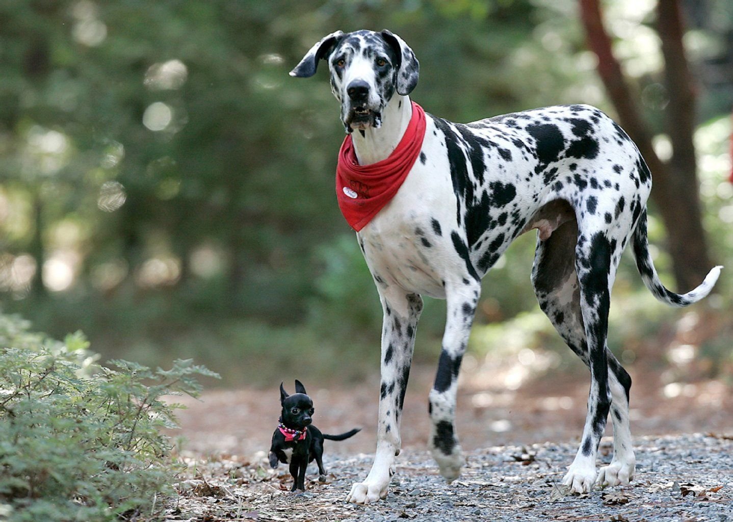 Eine Deutsche Dogge