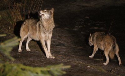 Wölfe (FOTO: DPA)