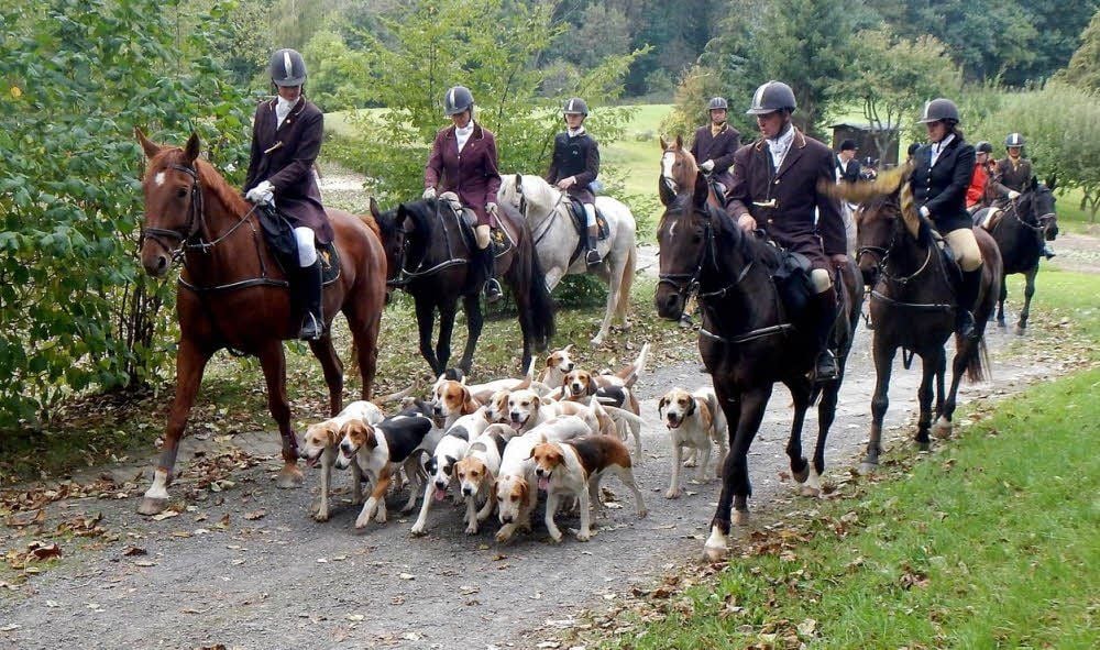 Die Nienhagener Meute mit Begleitern. Und Kremser begleiteten die Jagd.