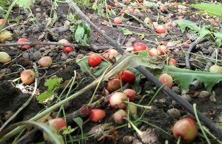 Kirschen, die nach dem Junifruchtfall am Baum geblieben sind.