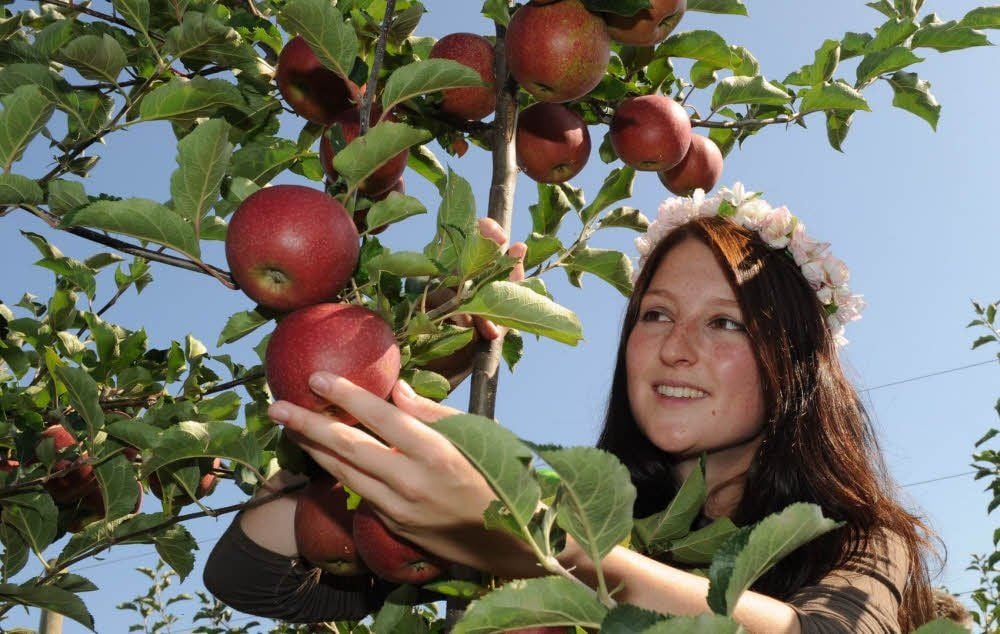 Die Apfelernte beginnt: Die Sächsische Blütenkönigin Theresa I. pflückte in Neckendorf symbolisch den ersten Apfel vom Baum.