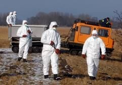 Bundeswehrsoldaten und Mitarbeiter des THW suchen mit einem Kettenfahrzeug in der Nähe der Wittower Fähre auf Rügen den Uferbereich nach toten Vögeln ab. Rund 300 Soldaten sind auf Rügen im Einsatz. (Foto: dpa)