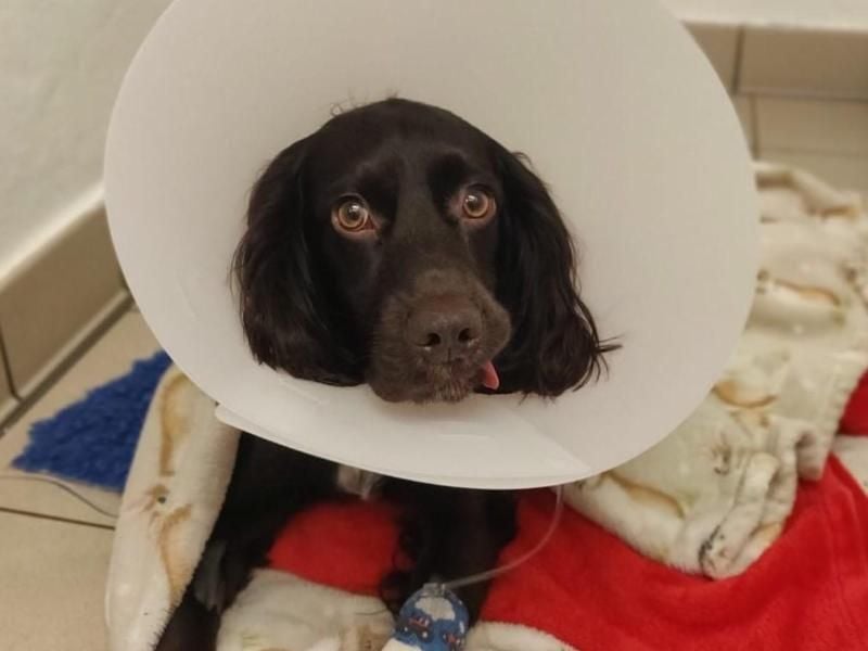 Der einjährige Hund Ralph musste notoperiert werden, weil er eine Mund-Nase-Bedeckung verschlungen hat. Foto: Pdsa/PA Media/dpa