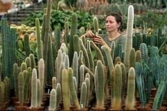 Die Kakteen werden in einem Gewächshaus im Gartenbauunternehmen Kakteen-Haage in Erfurt von Gartenbauingenieurin Amrey Haage gepflegt. (Foto: dpa)