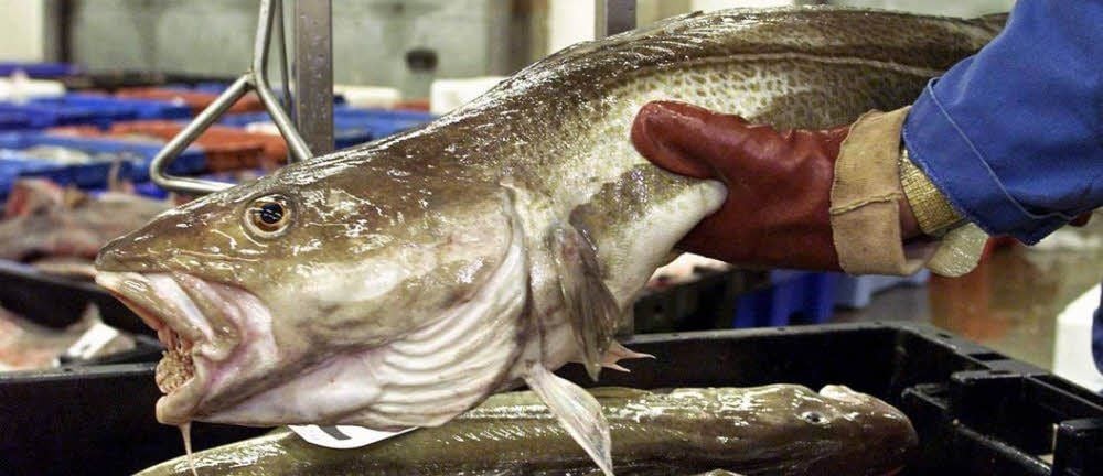 Ein Fischhändler wiegt Kabeljau.