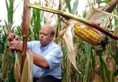 Ein Wissenschaftler untersucht Pflanzen auf einem Feld mit Bt-Mais, der resistent ist gegen den Maiszünsler, einen Fraßschädling. (Archivfoto: dpa)