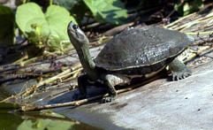Wer mit seinen Wasserschildkröten nicht zu Rande kommt, darf sie nicht einfach zum nächsten Bach bringen. (Foto: dpa)