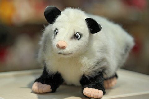 Das schielende Opposum gibt es auch als Plüschtier. (FOTO: DPA)