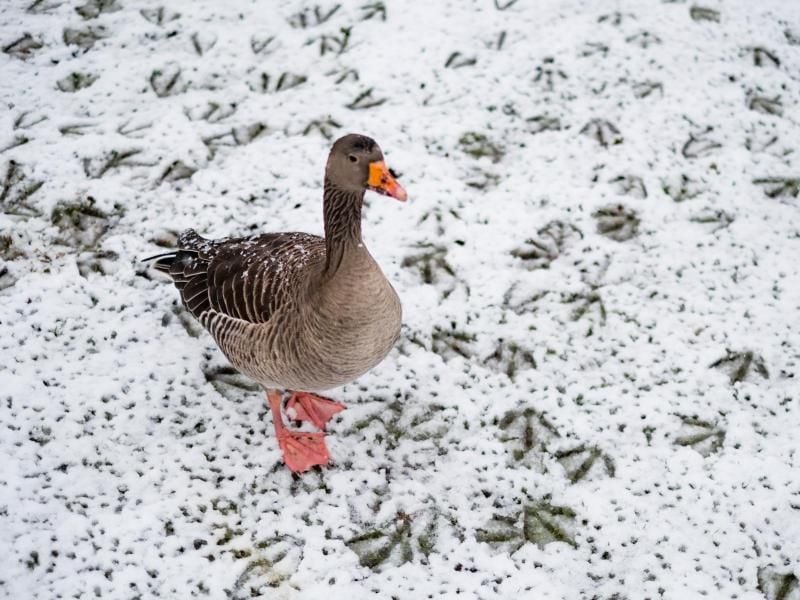 Eine Gans im schneebedeckten Park. Foto: Axel Heimken/Archiv