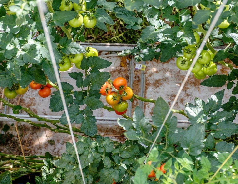 Die Tomaten im Gewächshaus reifen am laufenden Band.