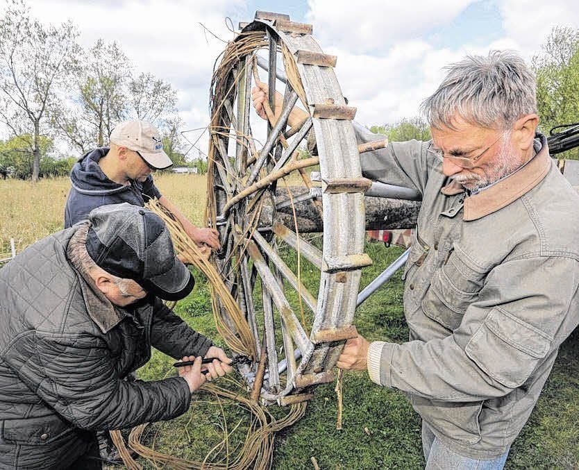 Frank Koch (von links), Walter Ziege und Wolfgang Wecke vom Nabu binden Äste einer Rankpflanze fest, um das Metallrad zu verstecken