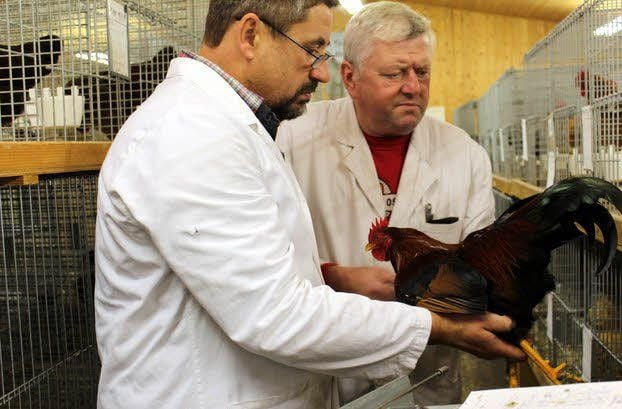 Was für ein schönes Tier. Bodo Heinze (vorn) und Lothar Frost waren sich einig, hier stimmen die Rassemerkmale der Zwerg Welsumer perfekt, wie die Walzenform des Körpers.