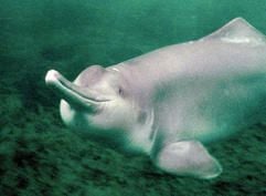 Ein in seiner Heimat China Baiji genannter Flussdelfin (undatiertes Archivfoto). Der chinesische Flussdelfin Baiji ist nach Überzeugung eines internationalen Forscherteams ausgestorben. (Foto: dpa)