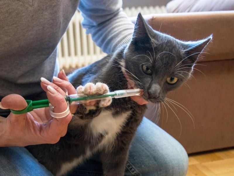 Eine Katze bekommt eine Wurmkur. Diese sollte auch nach einem Flohbefall immer angewendet werden, raten Experten. Foto: Christin Klose/dpa-tmn