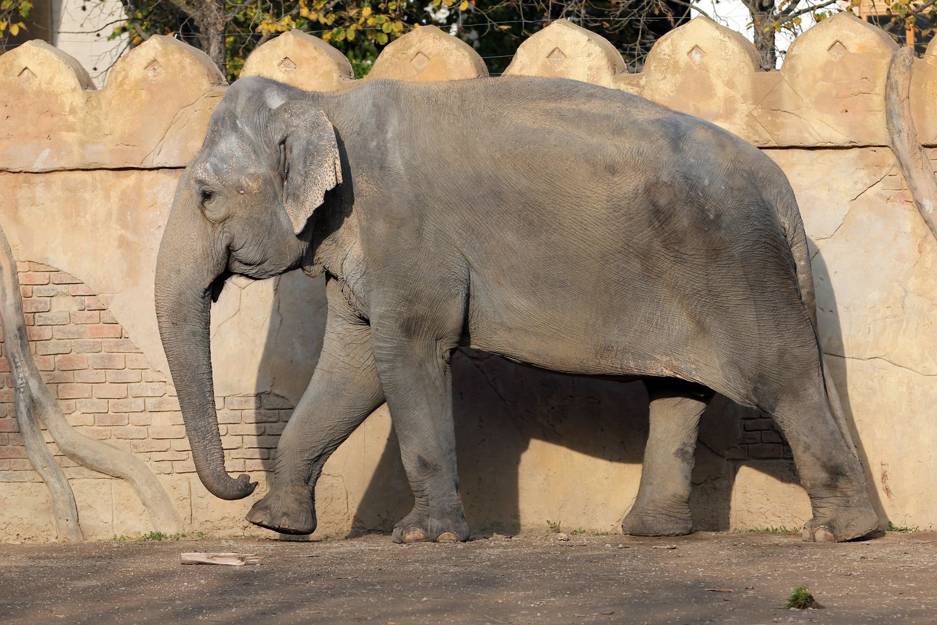 Am Dienstagvormittag ist die 45-jährige Elefantenkuh Thura im Elefantenhaus des Leipziger Zoos gestorben.