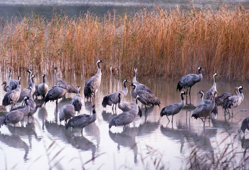 Das Rambower Moor ist Sammelplatz für Kraniche