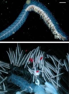 Die Kombo zeigt ein Tiefseetier, dass Biologen um Steven Haddock vom Forschungsinstitut am Aquarium der Monterey Bucht (Kalifornien) entdeckten haben und Erenna nennen, und eine Nahaufnahme desselben Tieres, auf der das Aussenden roter Lichtimpulse zu sehen ist (Foto undatiert). (Foto: dpa)